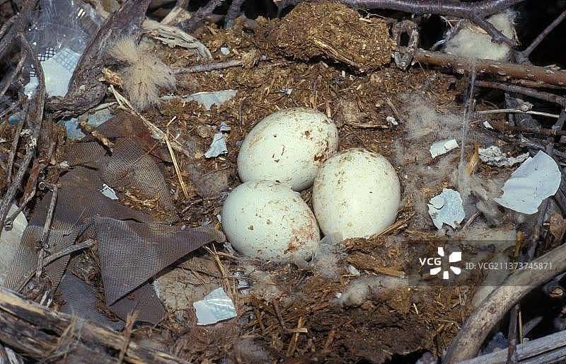 Black Kite eggs in nest