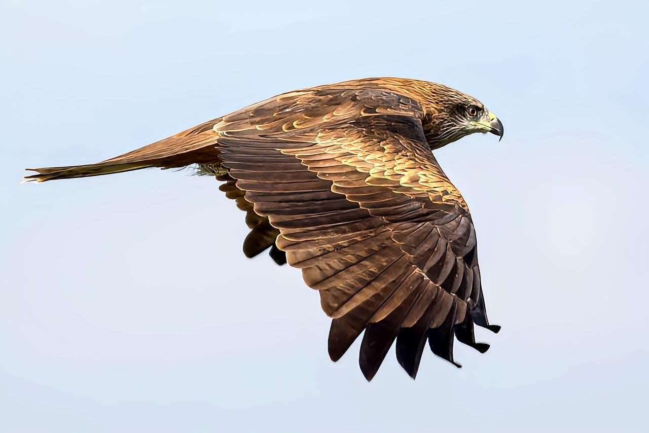 Black Kite close flight profile