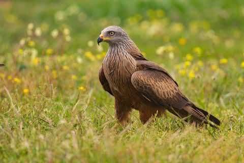 Adult Black Kite standing in grass