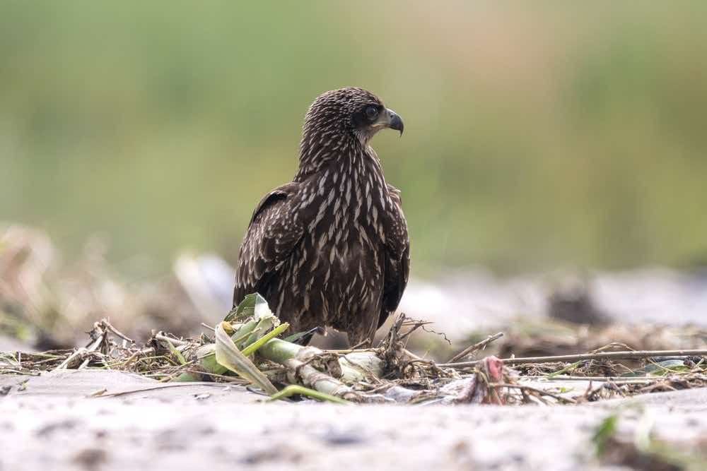 Juvenile Black Kite on ground