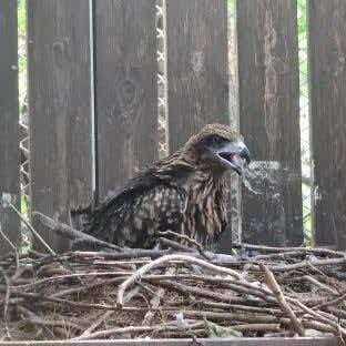 Black Kite nestling in nest