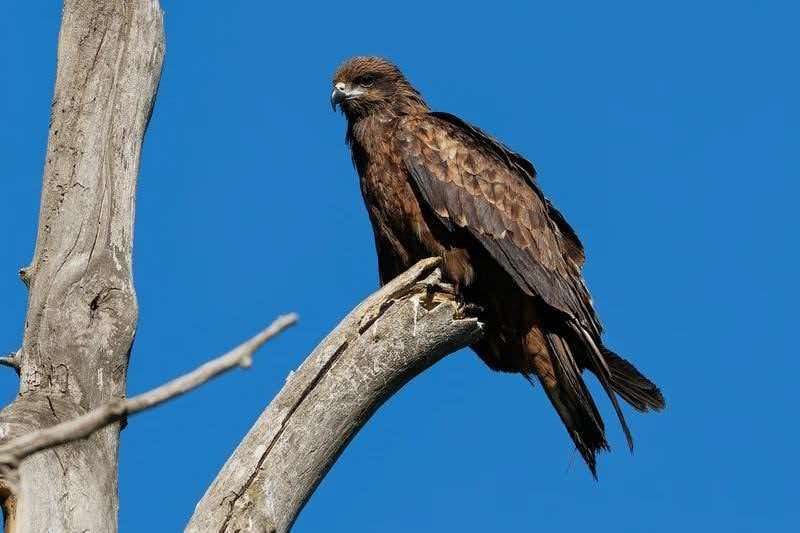 Black Kite perched on branch