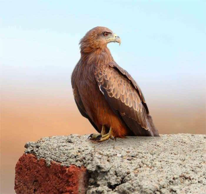 Adult Black Kite perched on brick