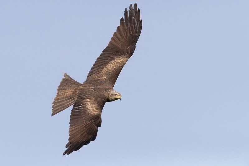Black Kite soaring with full wings